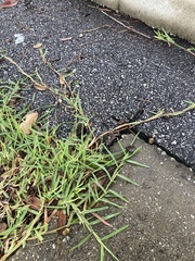 Eremochloa ophiuroides