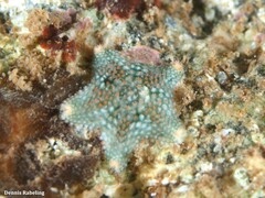 Asterina gibbosa
