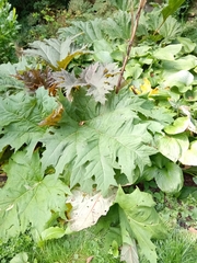 Rheum palmatum