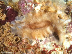 Enchiridium magec