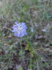 Scabiosa