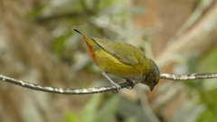 Euphonia pectoralis