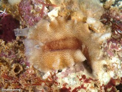 Enchiridium magec