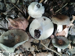 Russula parazurea