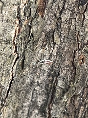 Chrysoperla rufilabris