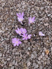 Colchicum autumnale