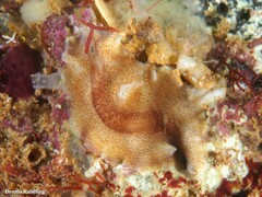 Enchiridium magec