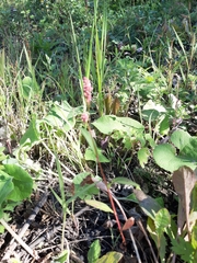 Persicaria minor