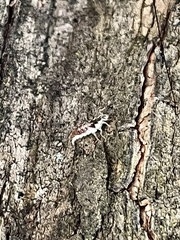 Chrysoperla rufilabris