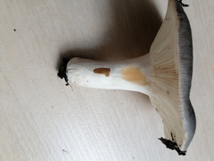 Russula parazurea