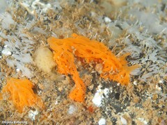 Clathrina rubra
