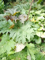 Rheum palmatum