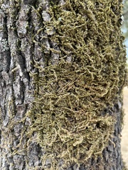 Homalothecium nuttallii