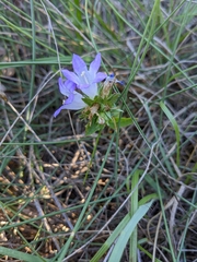 Campanula glomerata