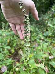 Teucrium