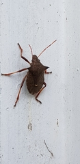 Picromerus bidens