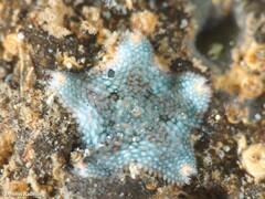 Asterina gibbosa