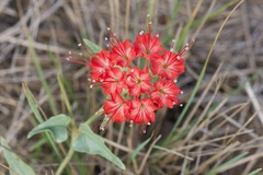 Nyctaginia capitata
