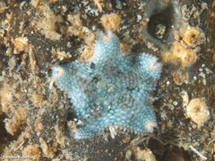 Asterina gibbosa