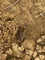 Colletes hederae