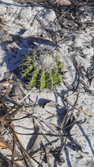 Discocactus pseudoinsignis