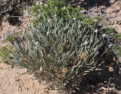 Abronia bigelovii