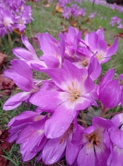 Colchicum speciosum