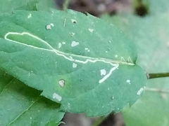 Agromyzidae