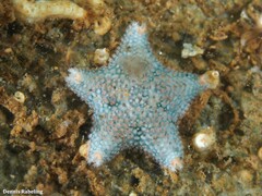 Asterina gibbosa