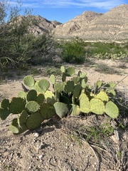 Opuntia orbiculata