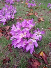 Colchicum speciosum