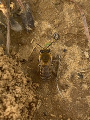 Colletes hederae