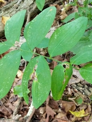 Polygonatum