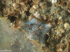 Asterina gibbosa