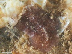 Thysanozoon brocchii