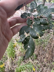 Ulmus