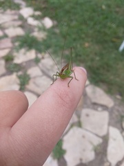 Conocephalus brevipennis
