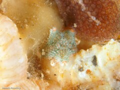 Asterina gibbosa