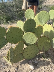 Opuntia orbiculata