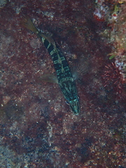 Serranus scriba