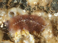 Thysanozoon brocchii