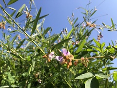 Codariocalyx motorius