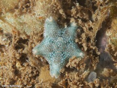 Asterina gibbosa