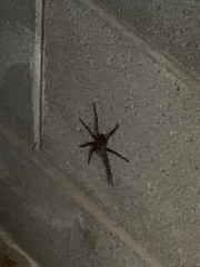 Dolomedes tenebrosus