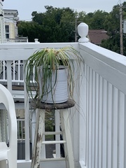 Beaucarnea recurvata