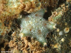 Asterina gibbosa