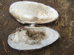 Unio pictorum