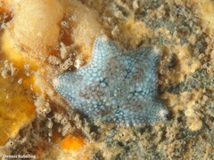 Asterina gibbosa