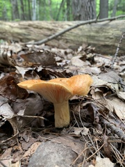 Lactarius peckii