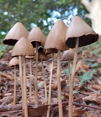 Parasola conopilea